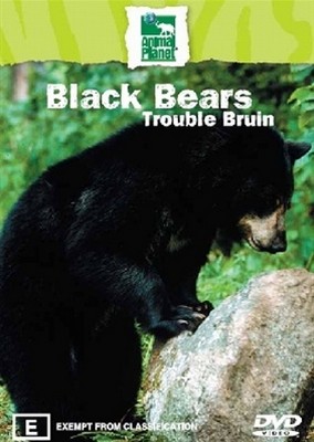 Discovery - Black Bears - Trouble Bruin